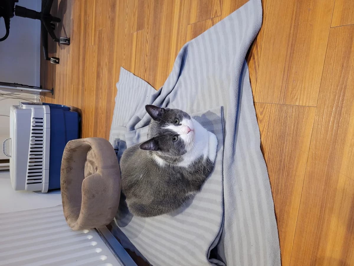 Roku Langzitter photo 2