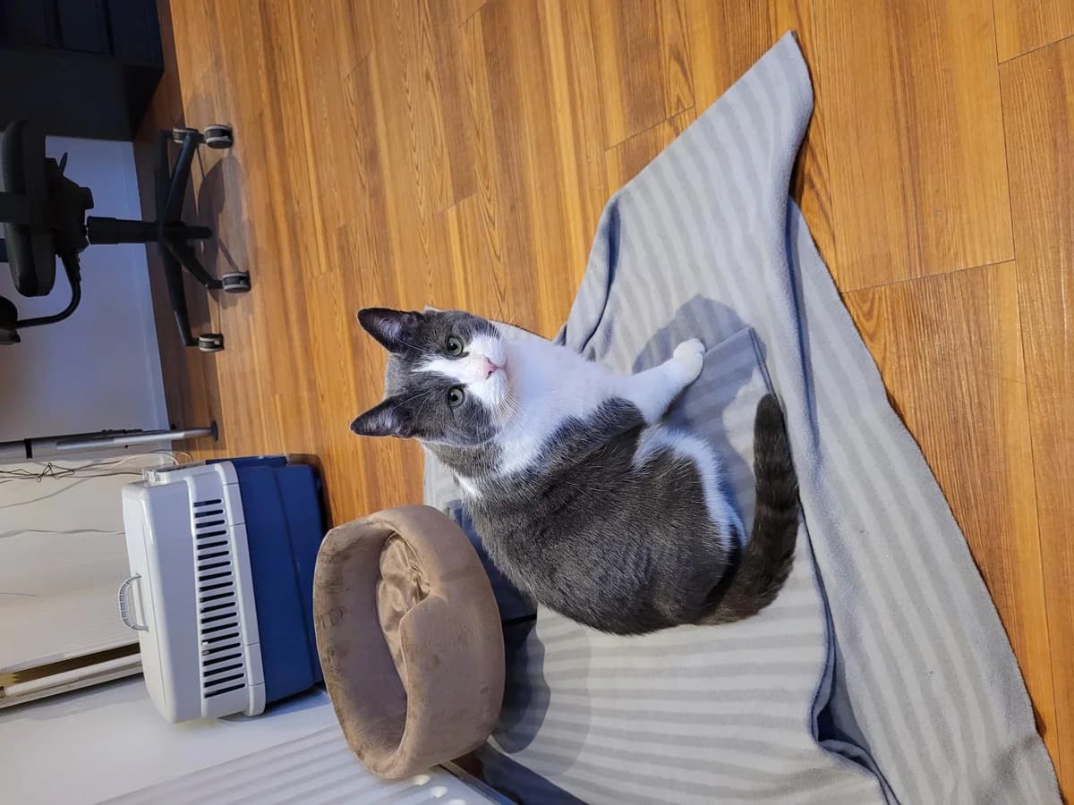 Roku Langzitter photo 3