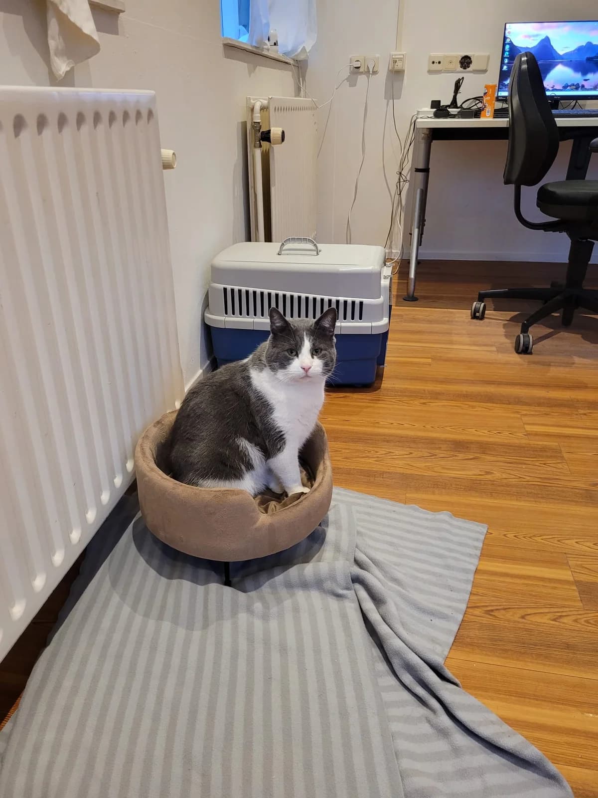 Roku Langzitter photo 4