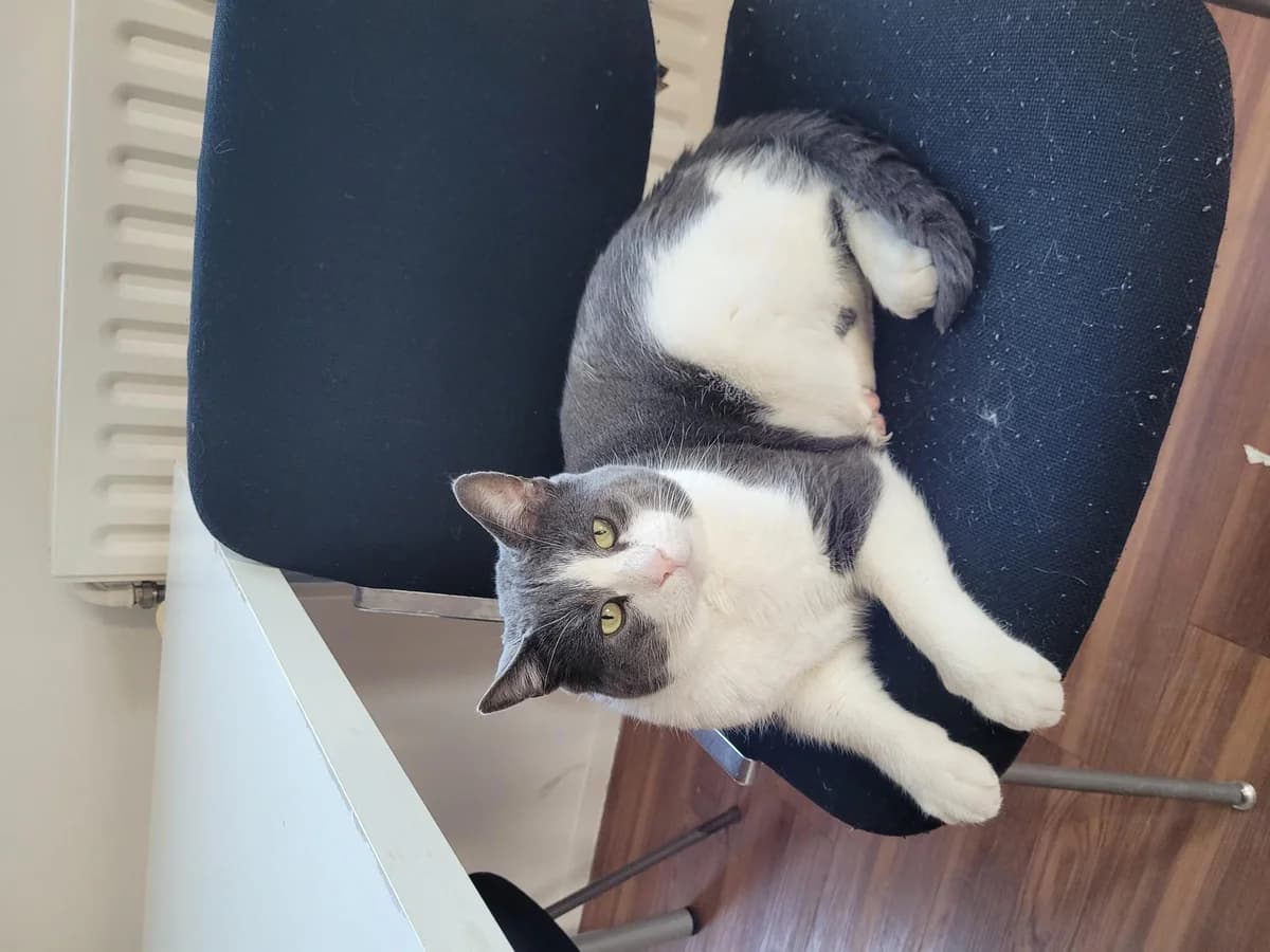 Roku Langzitter photo 5