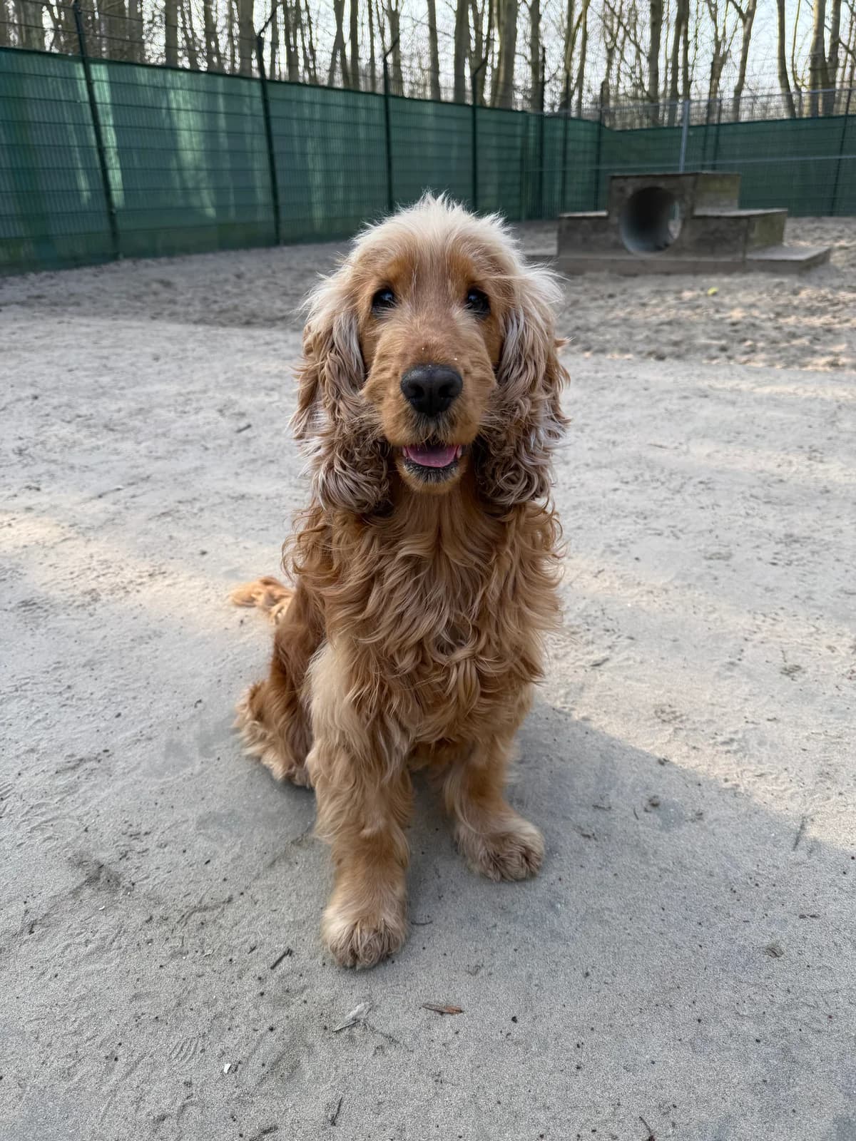 Sherlock Gereserveerd