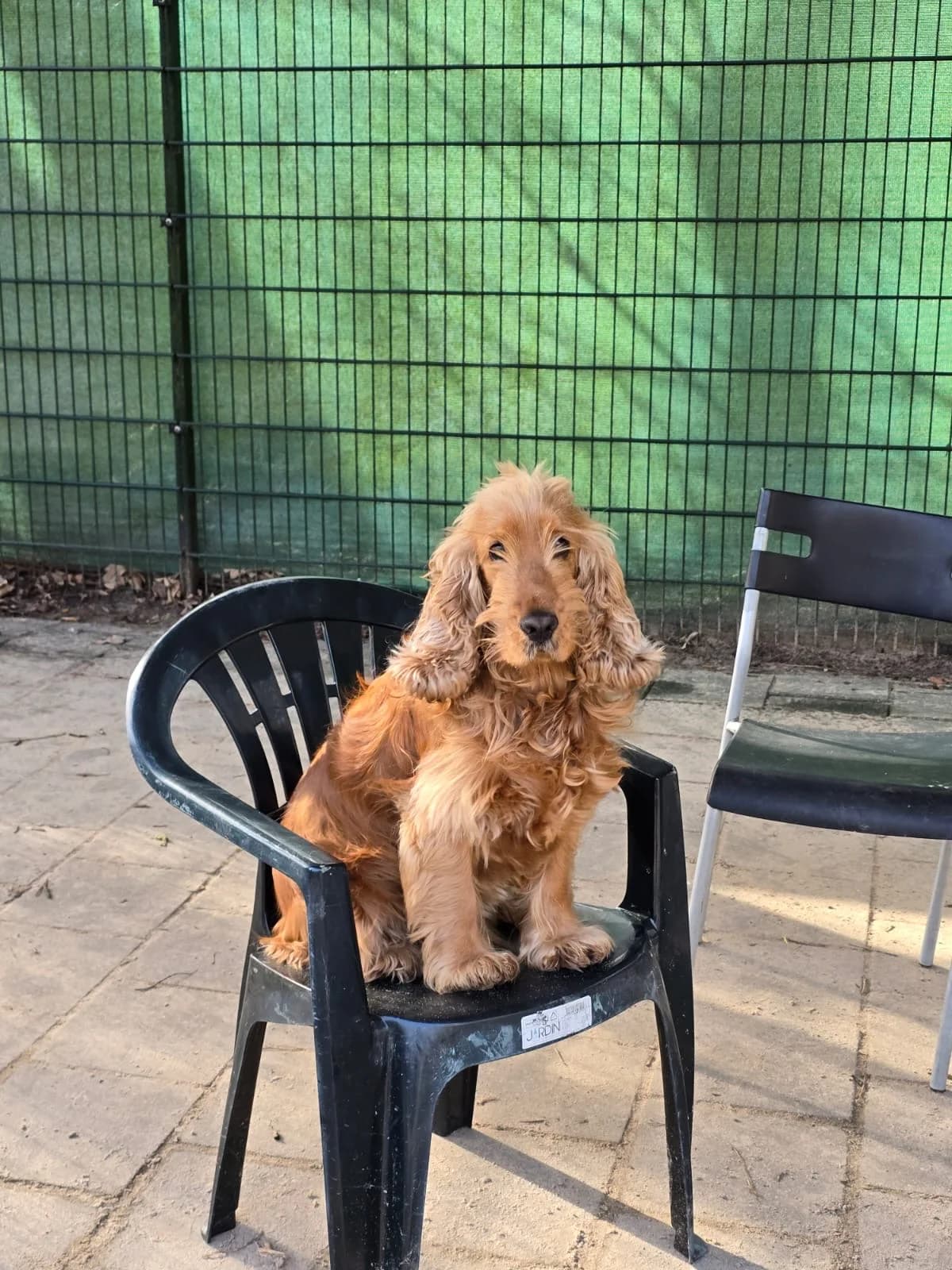 Sherlock Gereserveerd photo 2