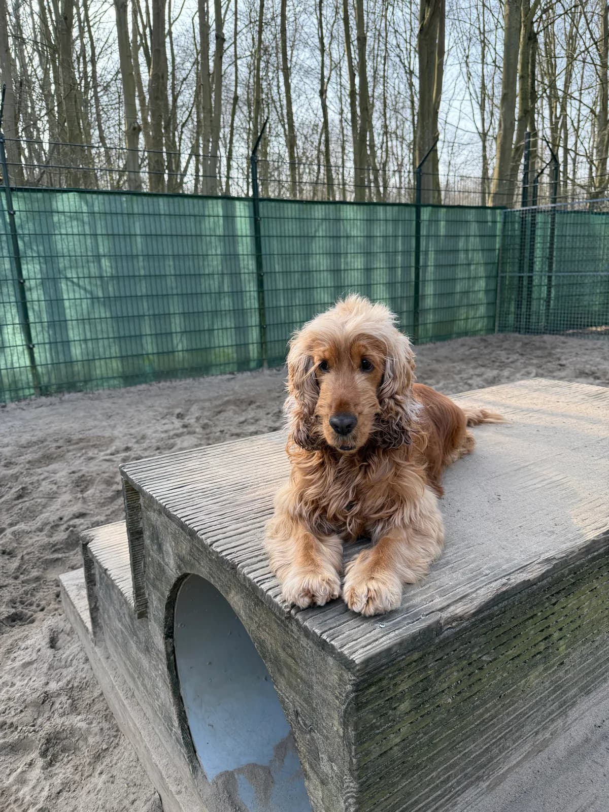 Sherlock Gereserveerd photo 3