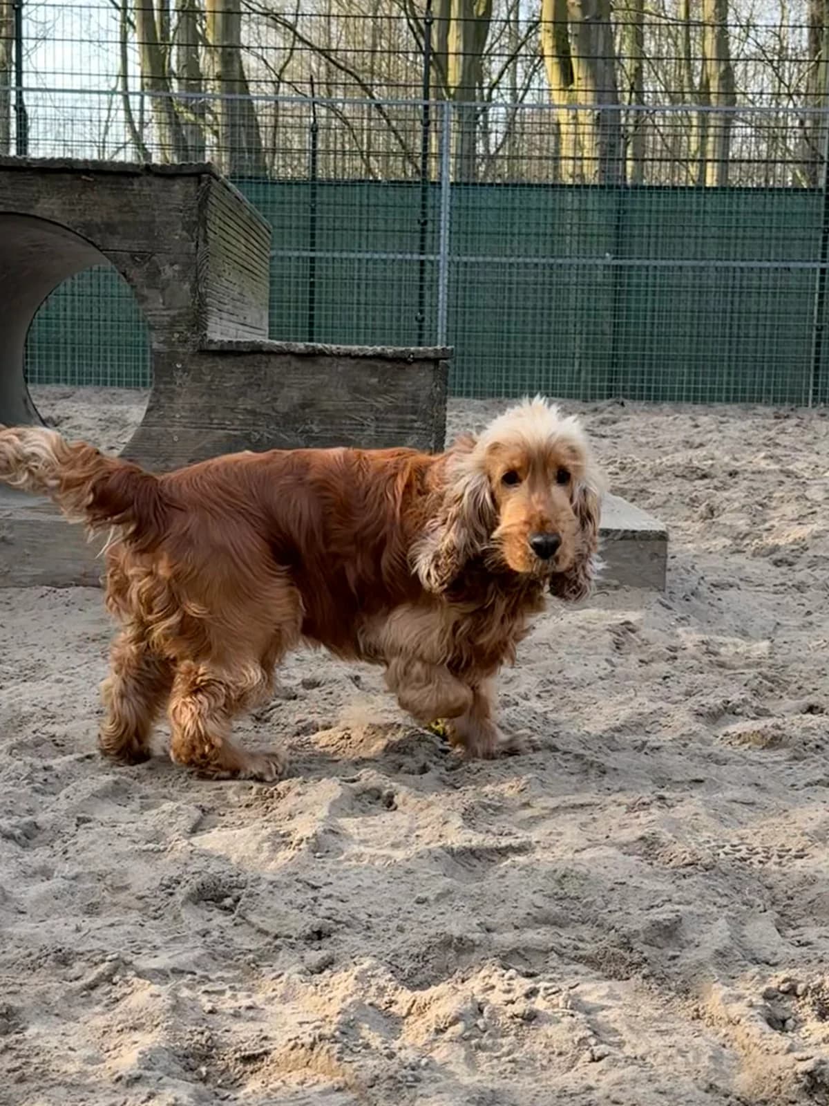 Sherlock Gereserveerd photo 4