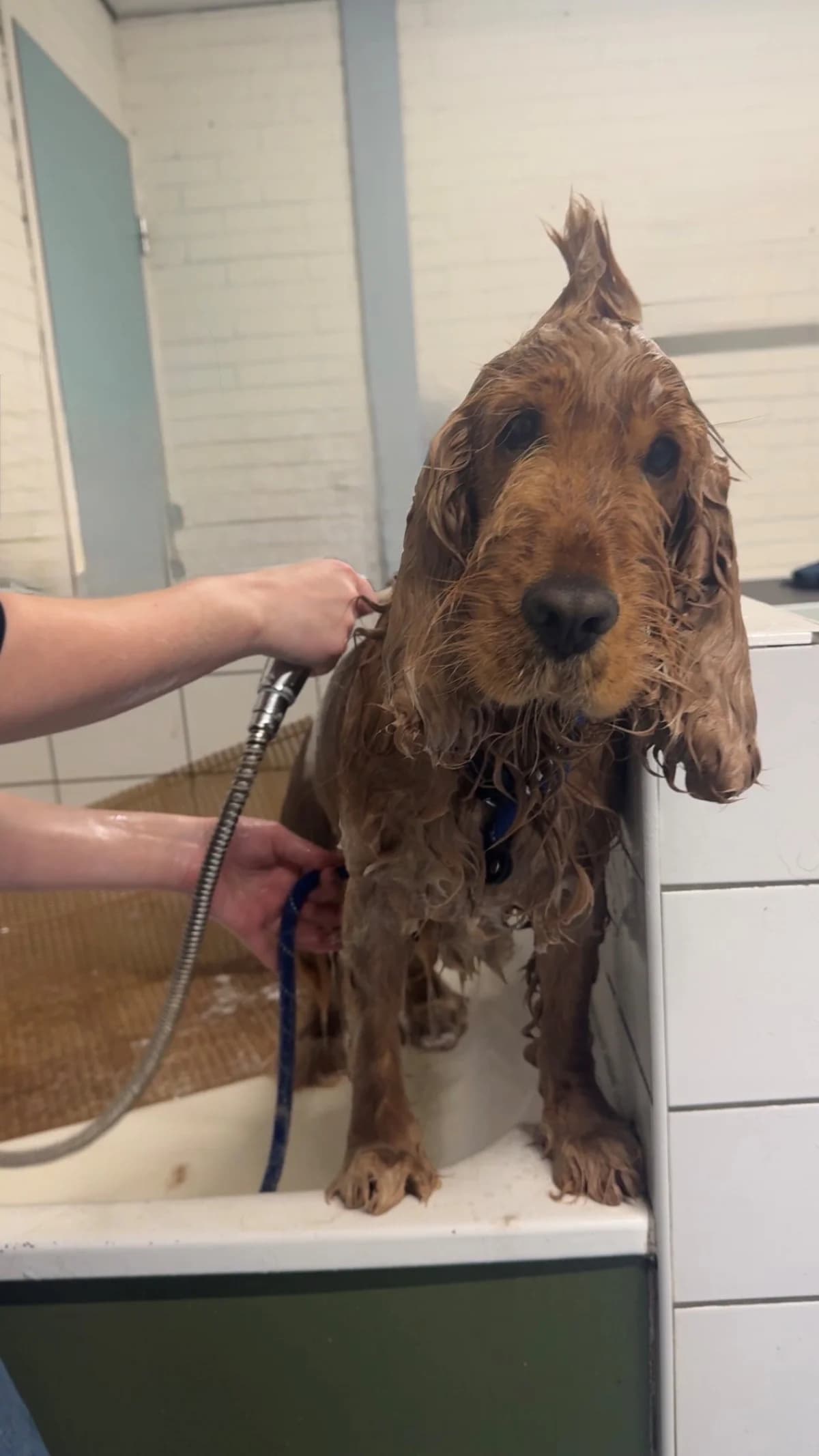 Sherlock Gereserveerd photo 5