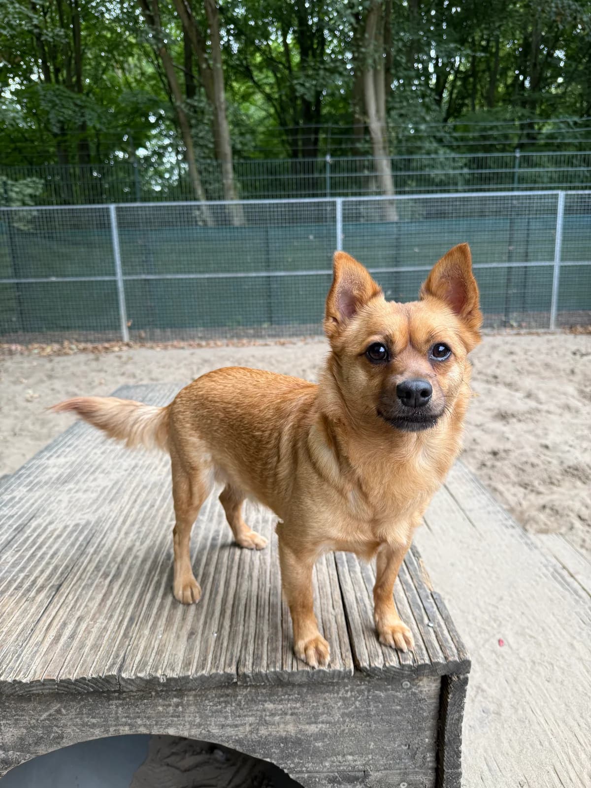 Toby,  mixed breed for adoption at Lucky Paws North Macedonia, Skopje