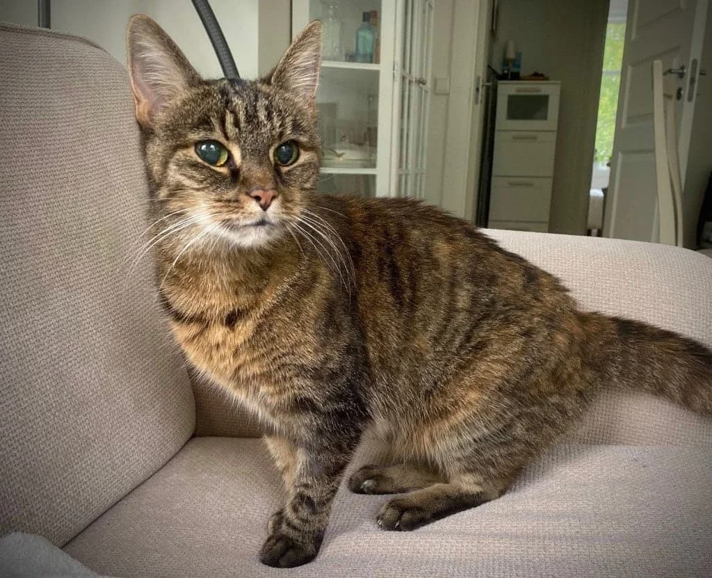 Test katt adopsjon – Asta