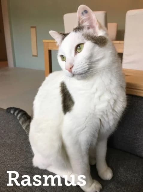 RASMUS,  puppy Domestic Shorthair for adoption at Dyrebeskyttelsen Bergen, Bergen