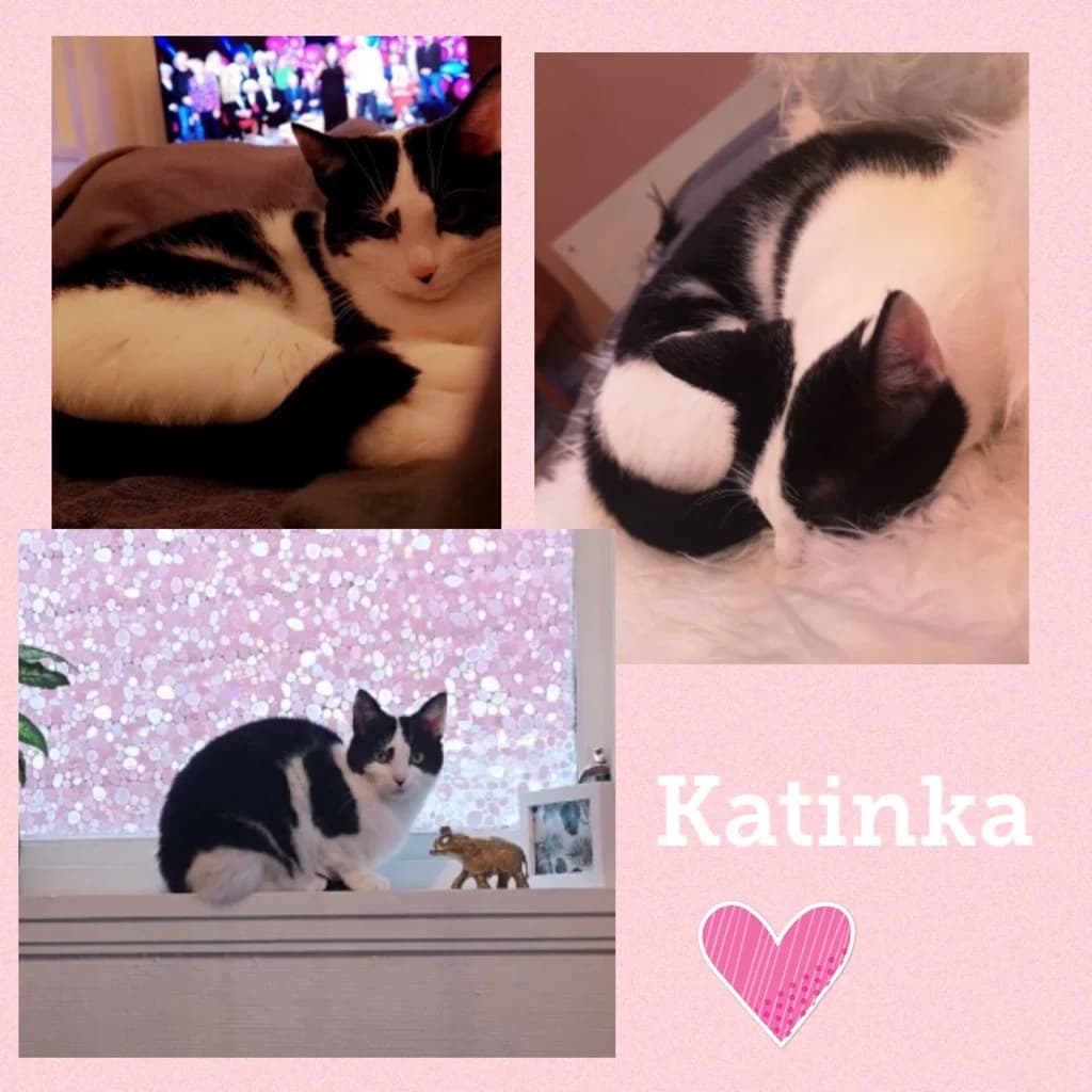 KATINKA,  Domestic Shorthair for adoption at Dyrebeskyttelsen Bergen, Bergen
