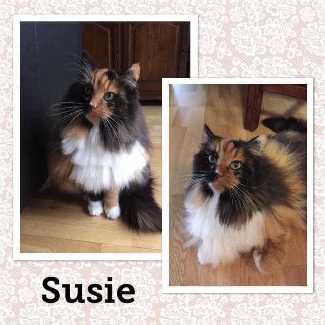 SUSIE,  Mixed Breed for adoption at Dyrebeskyttelsen Bergen, Bergen