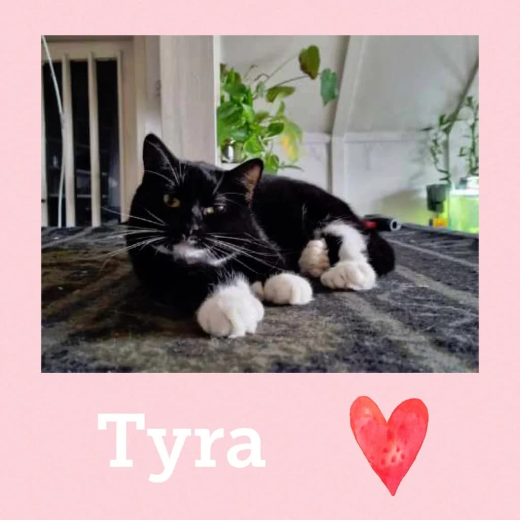TYRA,  4yo Domestic Shorthair for adoption at Dyrebeskyttelsen Bergen, Bergen