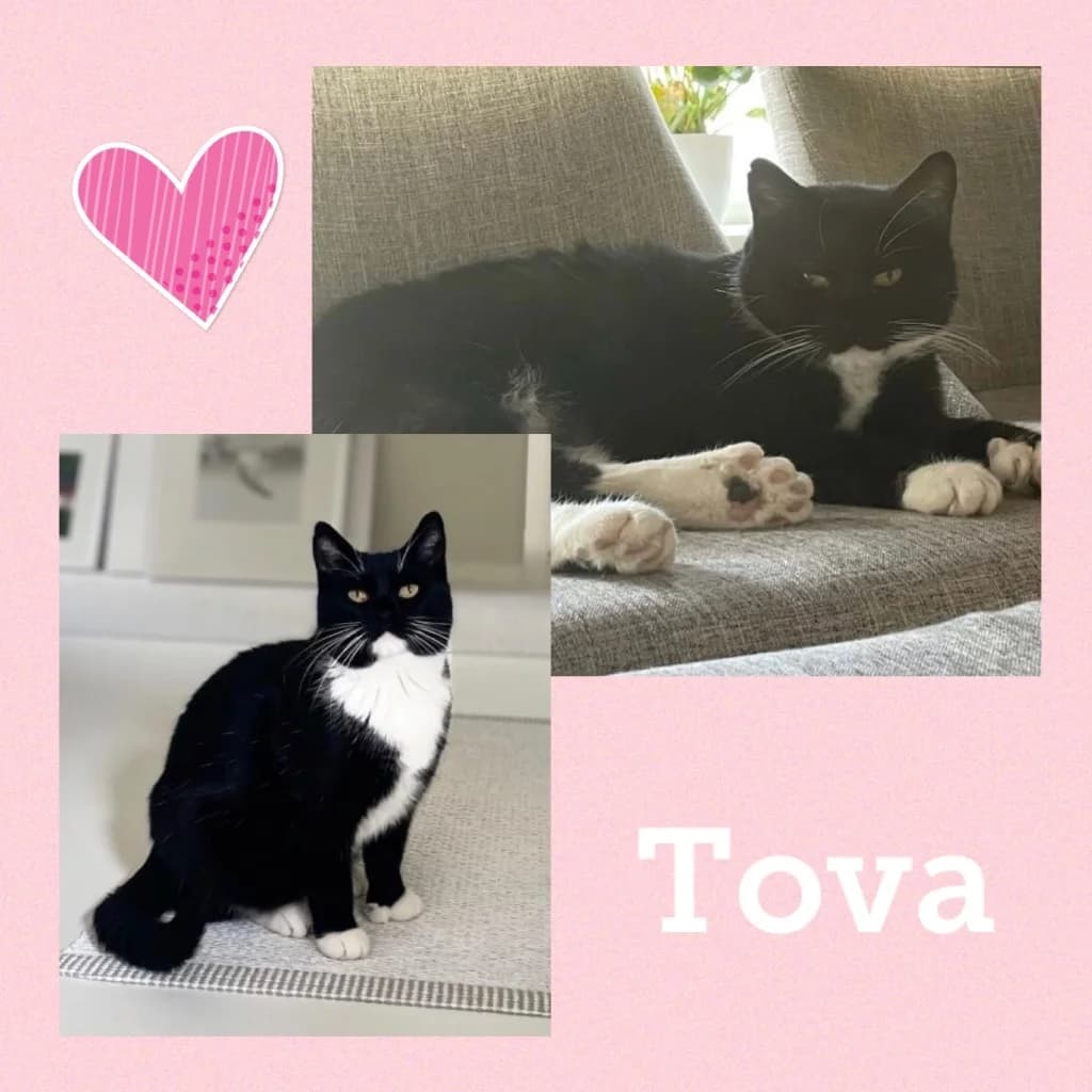 TOVA,  5yo Domestic Shorthair for adoption at Dyrebeskyttelsen Bergen, Bergen