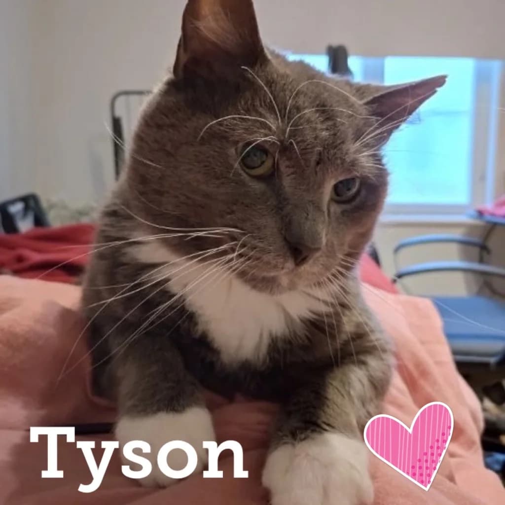 TYSON, Domestic Shorthair for adoption at Dyrebeskyttelsen Bergen, Bergen