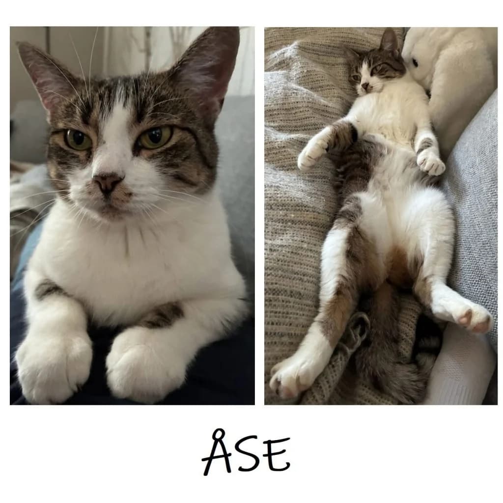 ÅSE,  young Mixed Breed for adoption at Dyrebeskyttelsen Bergen, Bergen