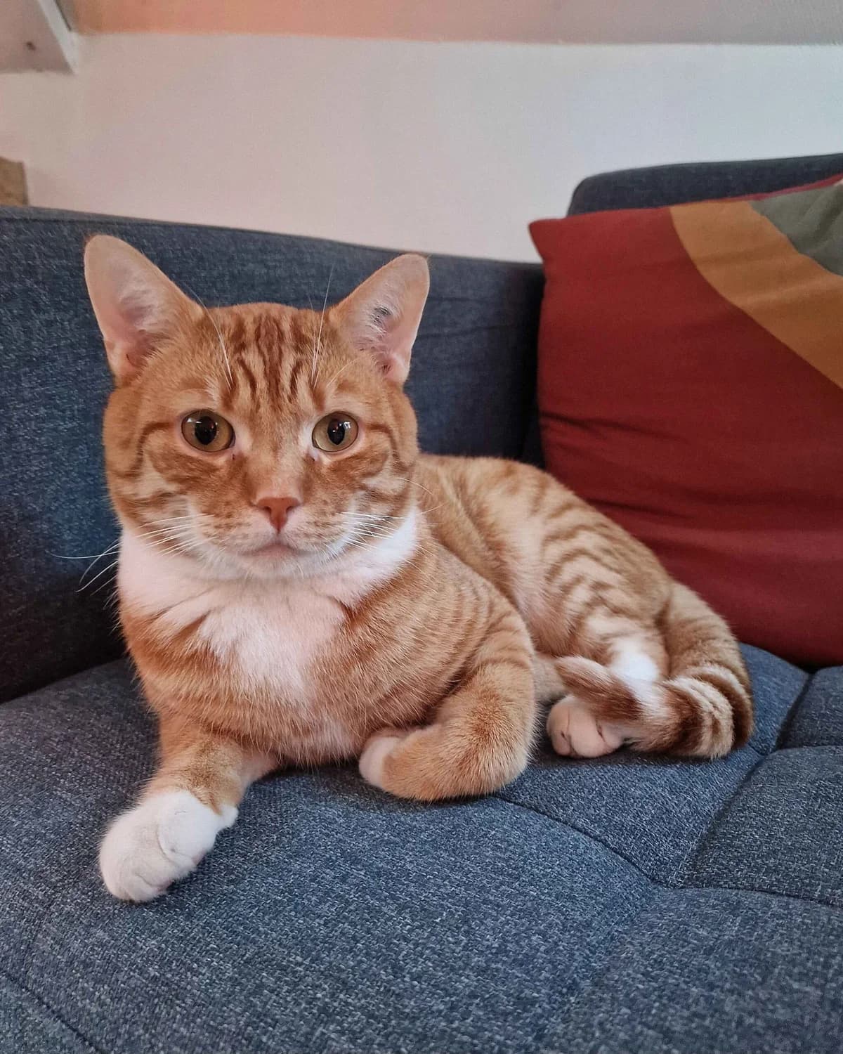 Balto, male 5yo Mixed Breed for adoption at Dyrebeskyttelsen Oslo, Oslo