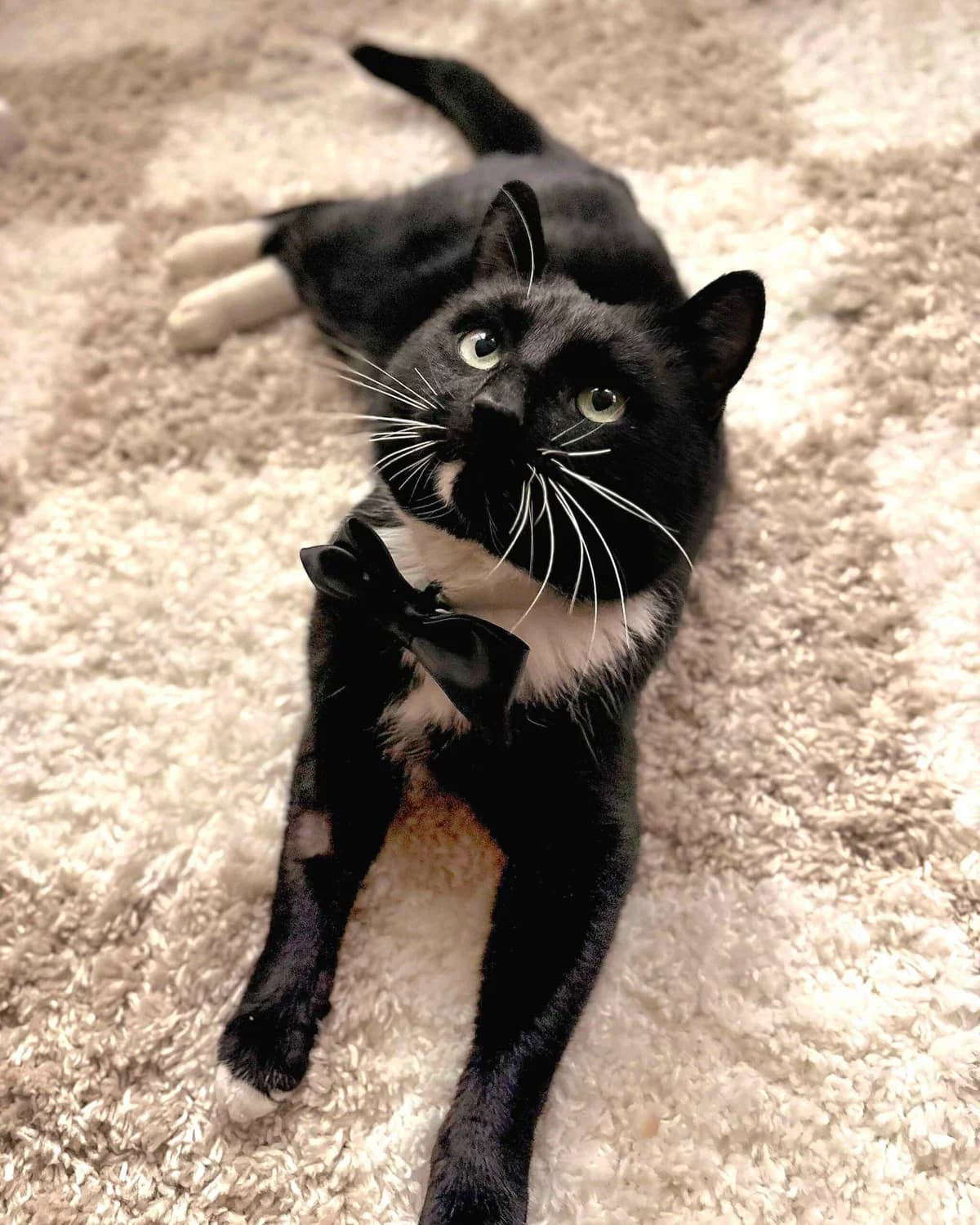 Fabian, male senior Mixed Breed for adoption at Dyrebeskyttelsen Oslo, Oslo