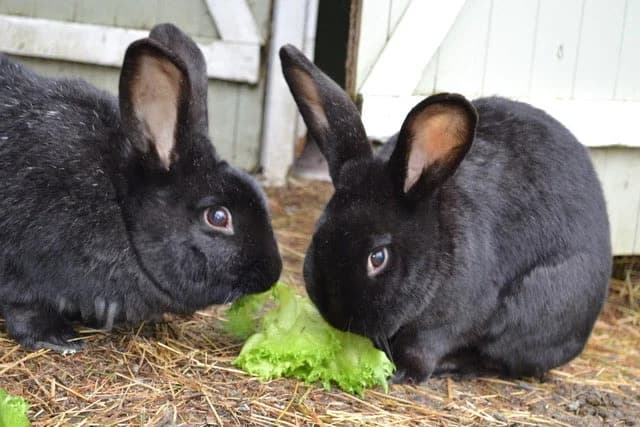 Gaba og Georg, female Mixed Breed for adoption at Dyrebeskyttelsen Oslo, Oslo