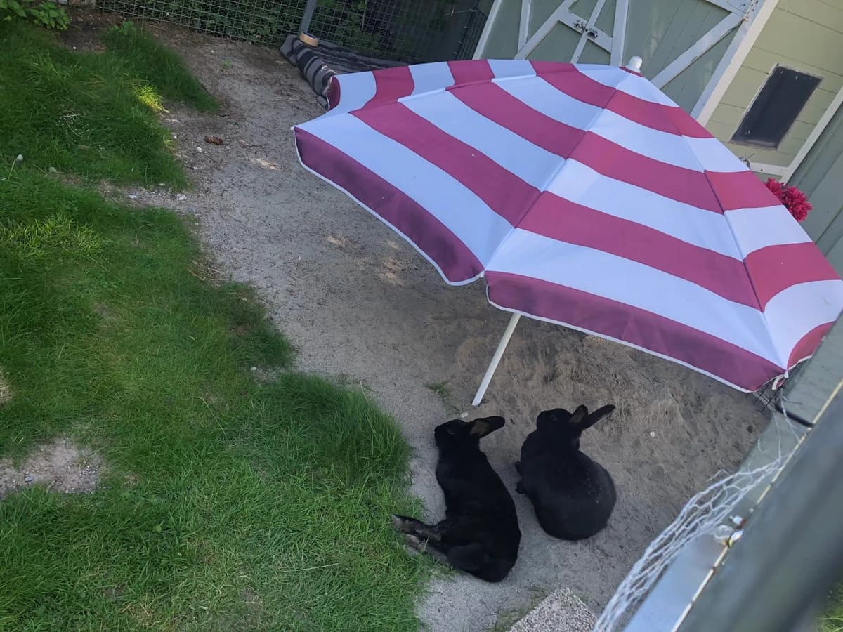 Gaba og Georg, black female Mixed Breed for adoption at Dyrebeskyttelsen Oslo, Oslo — photo 2 of 11