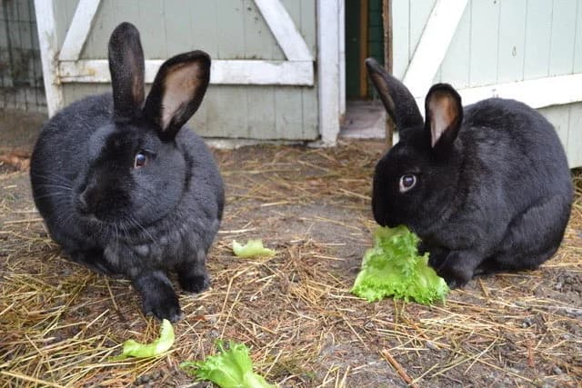 Gaba og Georg, black female Mixed Breed for adoption at Dyrebeskyttelsen Oslo, Oslo — photo 3 of 11