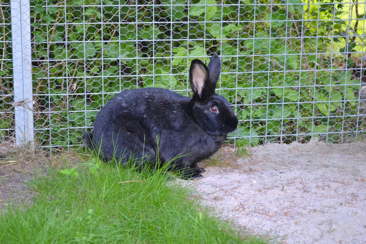 Gaba og Georg, black female Mixed Breed for adoption at Dyrebeskyttelsen Oslo, Oslo — photo 4 of 11