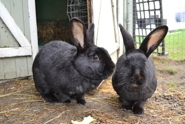 Gaba og Georg, black female Mixed Breed for adoption at Dyrebeskyttelsen Oslo, Oslo — photo 5 of 11