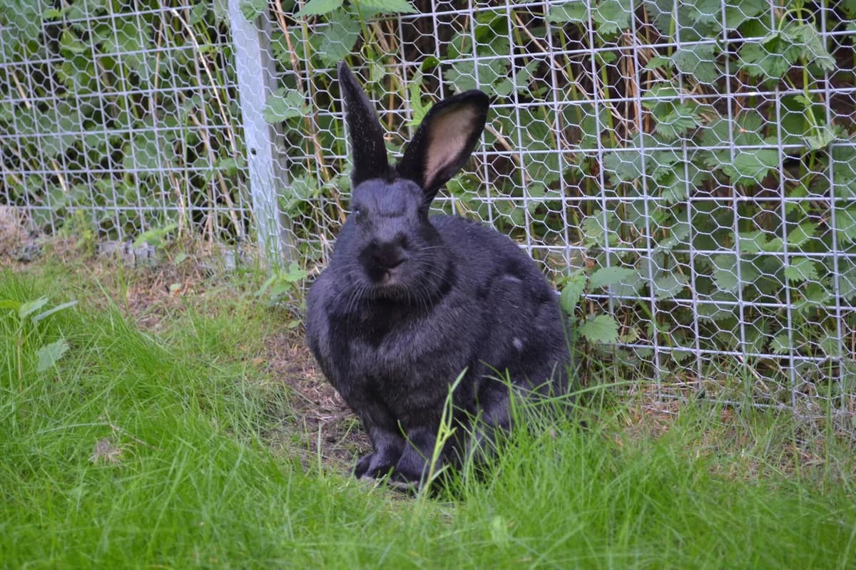 Gaba og Georg, black female Mixed Breed for adoption at Dyrebeskyttelsen Oslo, Oslo — photo 6 of 11