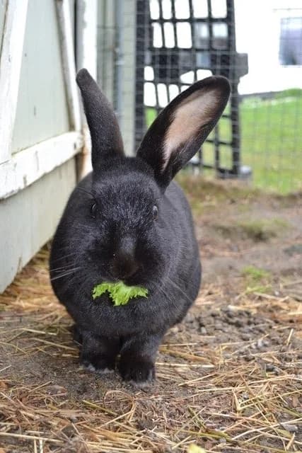 Gaba og Georg, black female Mixed Breed for adoption at Dyrebeskyttelsen Oslo, Oslo — photo 7 of 11