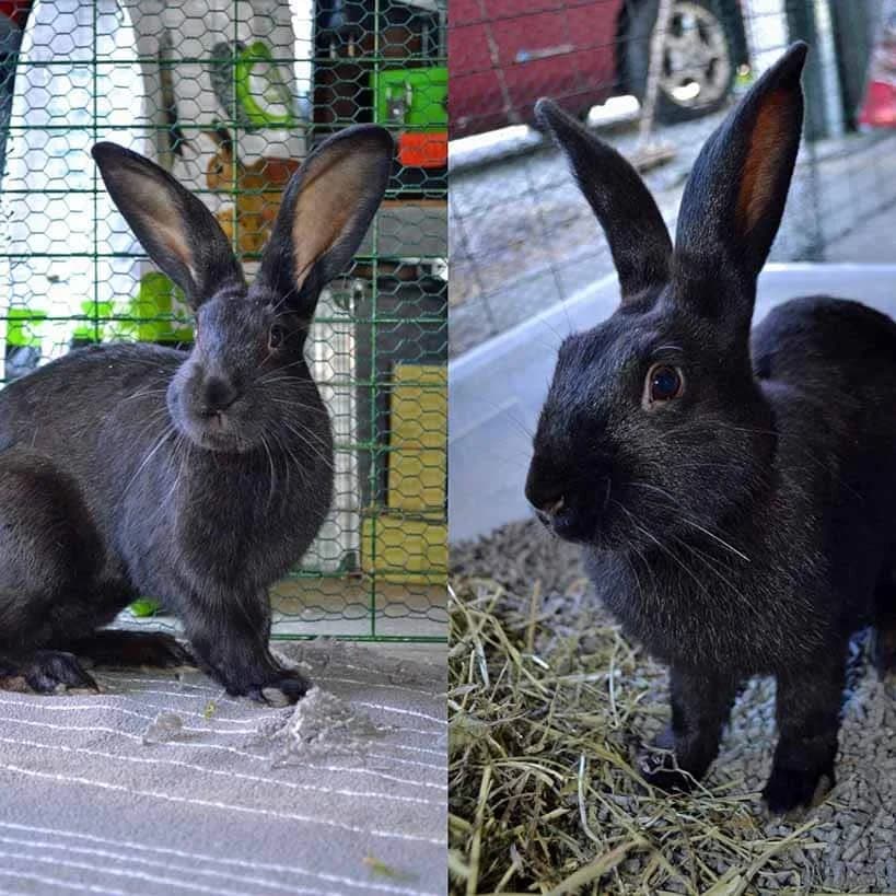 Gaba og Georg, black female Mixed Breed for adoption at Dyrebeskyttelsen Oslo, Oslo — photo 8 of 11