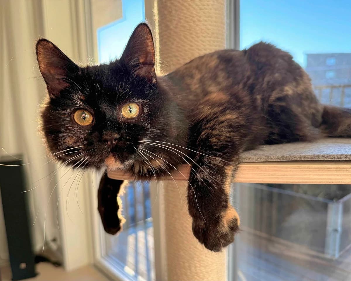 Gloria, female Mixed Breed for adoption at Dyrebeskyttelsen Oslo, Oslo