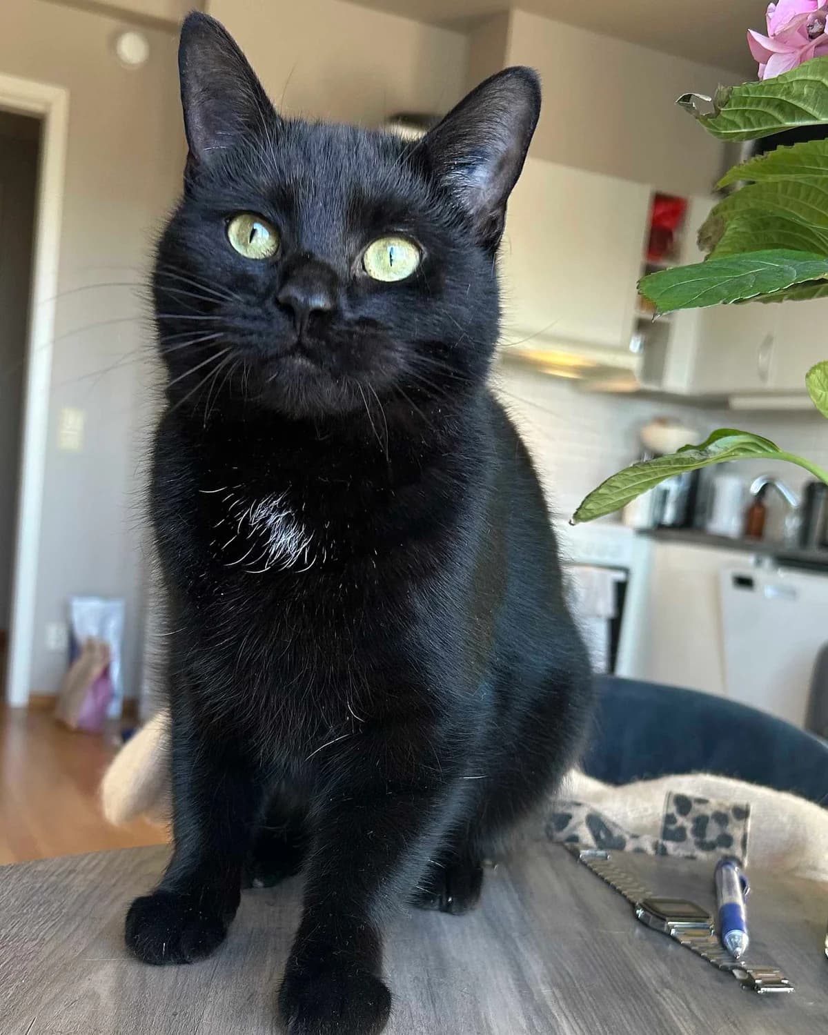 Gracie, female Mixed Breed for adoption at Dyrebeskyttelsen Oslo, Oslo
