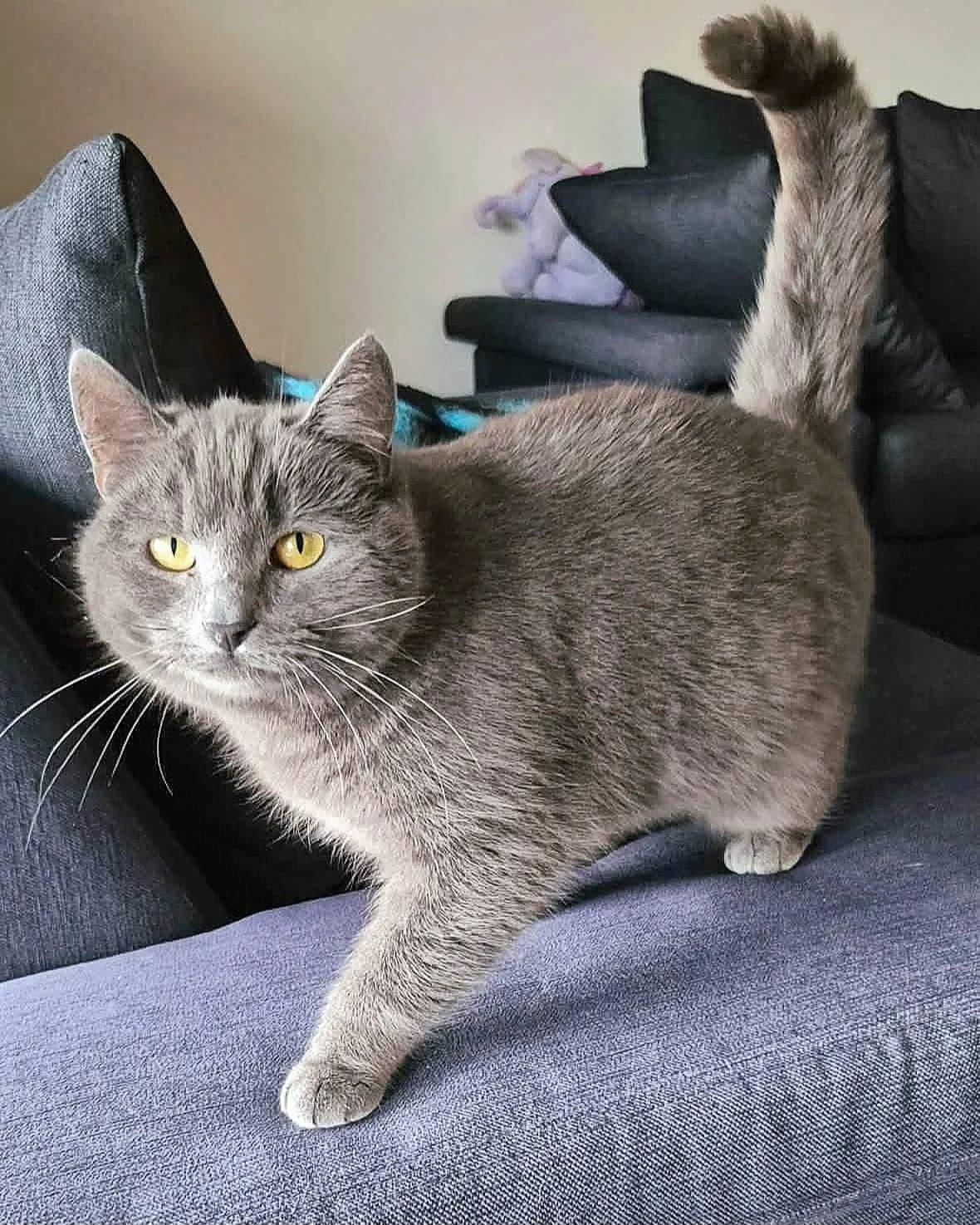 Gråtass, grå male Domestic Shorthair for adoption at Dyrebeskyttelsen Oslo, Oslo