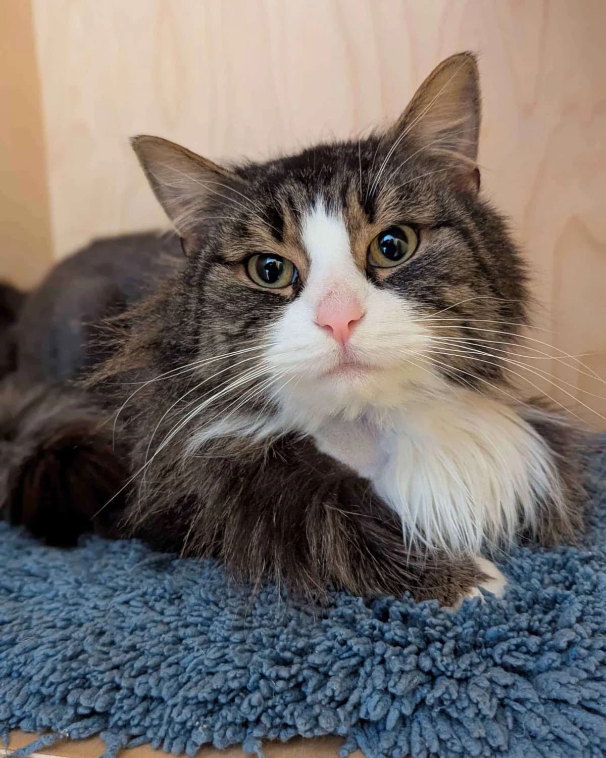 Katinka, female Mixed Breed for adoption at Dyrebeskyttelsen Oslo, Oslo