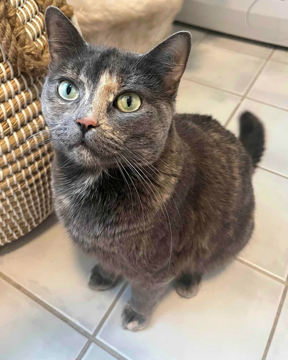 Kisha, female Domestic Shorthair for adoption at Dyrebeskyttelsen Oslo, Oslo