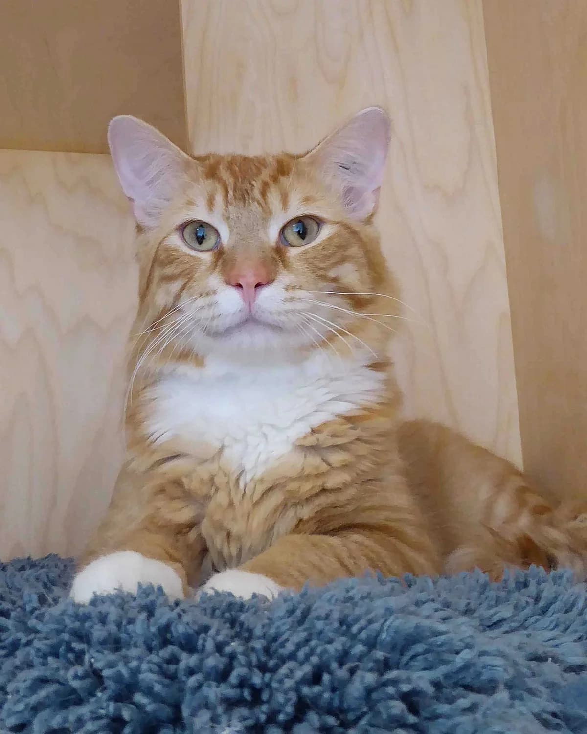 Konsta, male young Mixed Breed for adoption at Dyrebeskyttelsen Oslo, Oslo