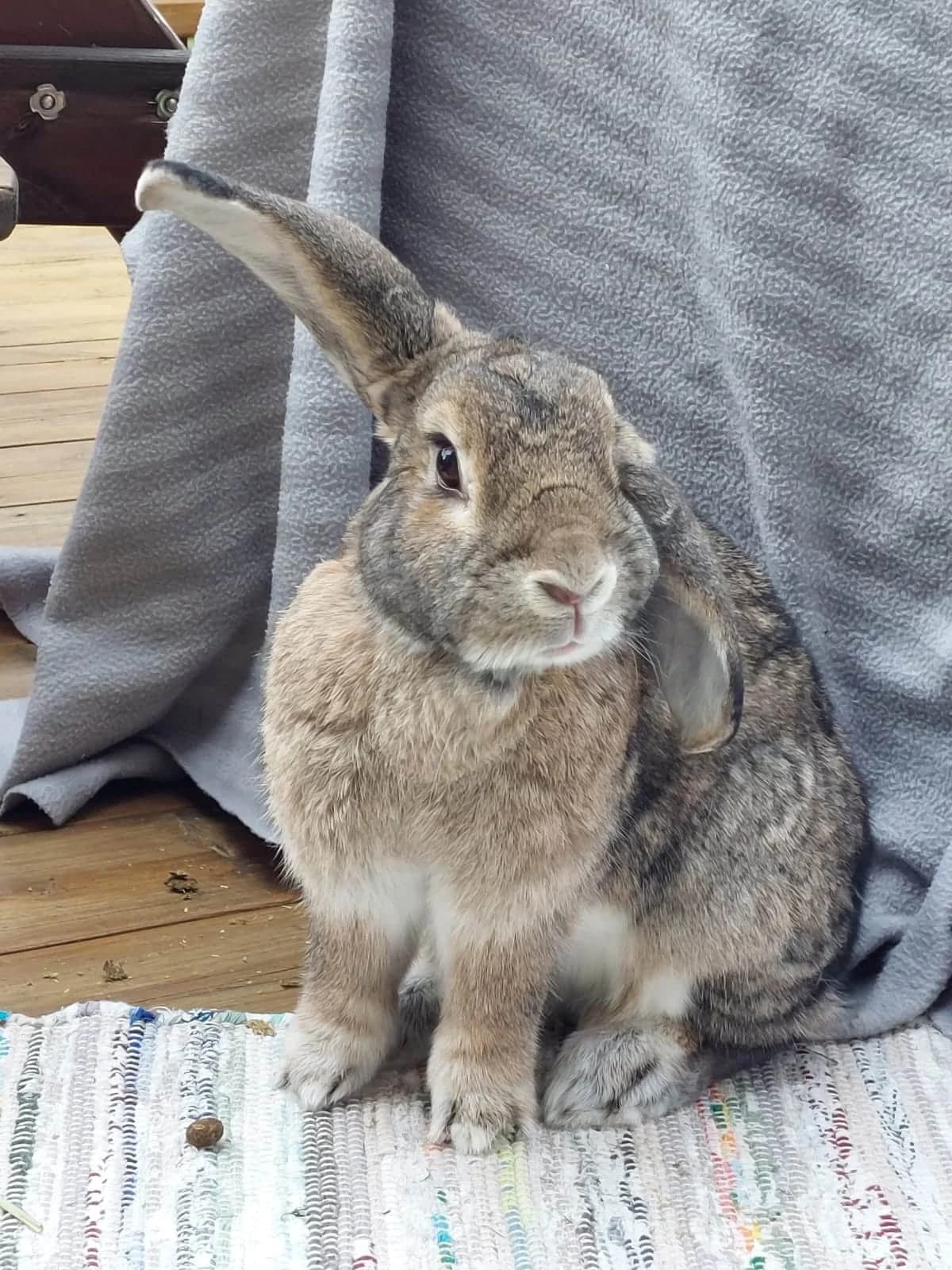 Linus og venninne, female Mixed Breed for adoption at Dyrebeskyttelsen Oslo, Oslo