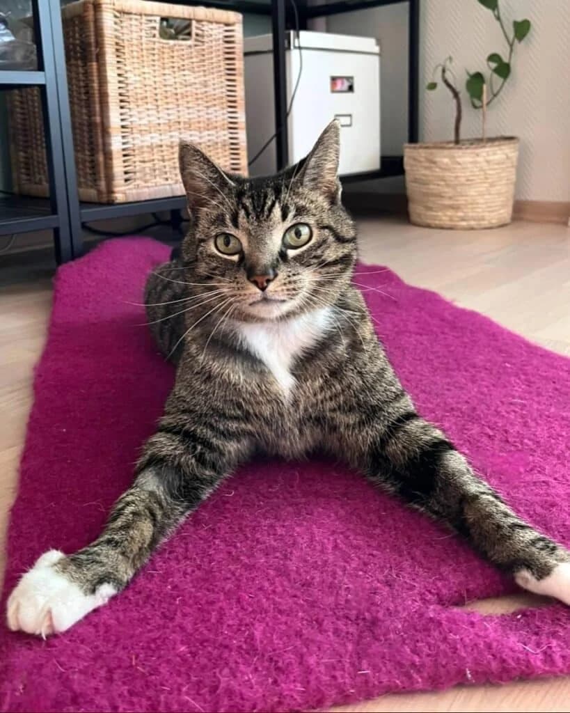 Maxi, male senior Domestic Shorthair for adoption at Dyrebeskyttelsen Oslo, Oslo