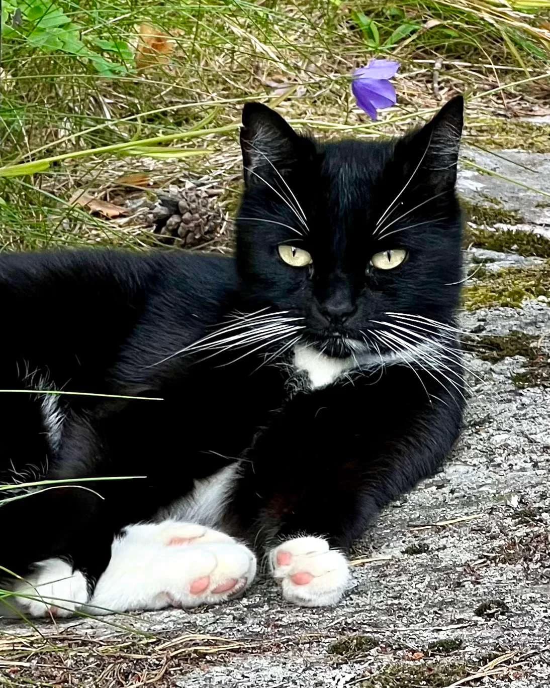 Mørlin, male Mixed Breed for adoption at Dyrebeskyttelsen Oslo, Oslo
