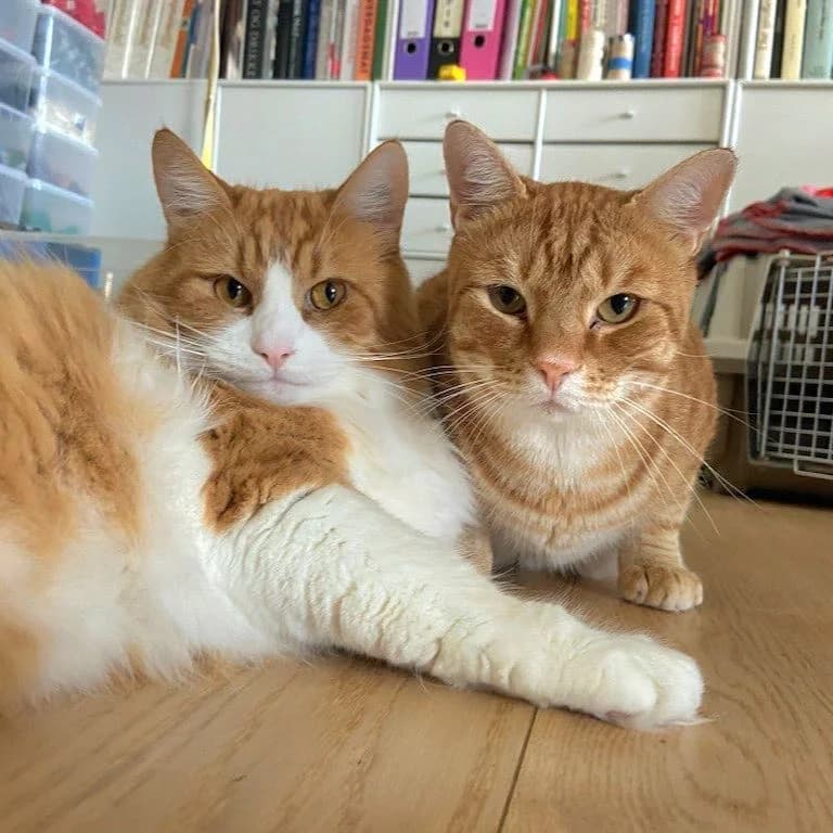 Nemo og Balder, male Domestic Shorthair for adoption at Dyrebeskyttelsen Oslo, Oslo