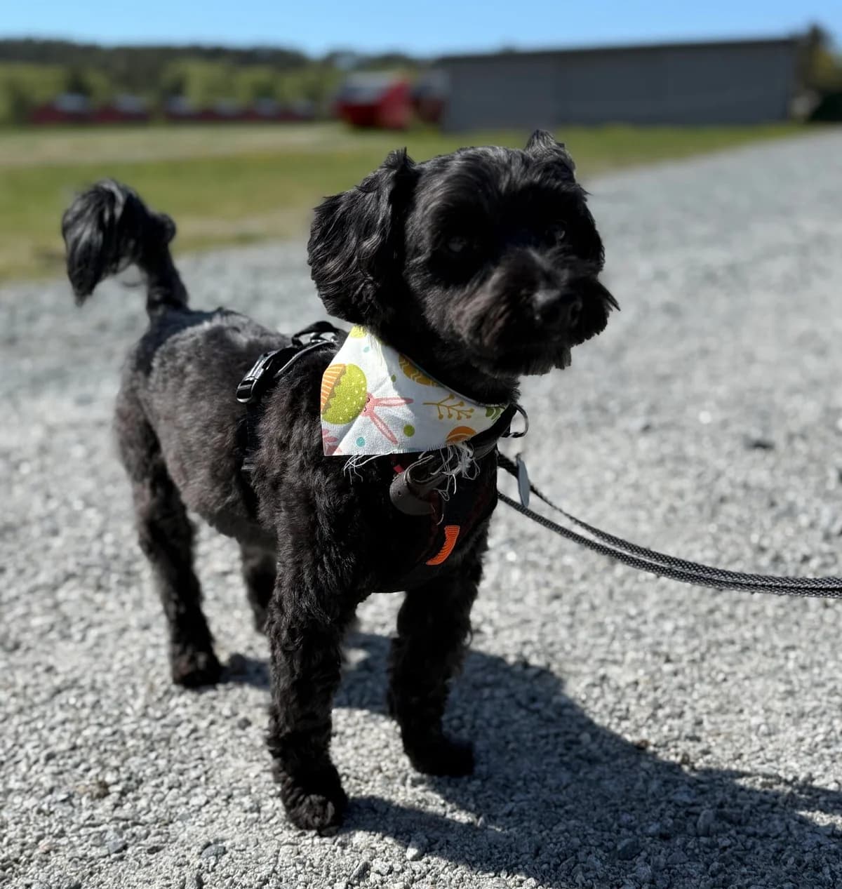 Bamse, male senior Havanese for adoption at 2 Save Me