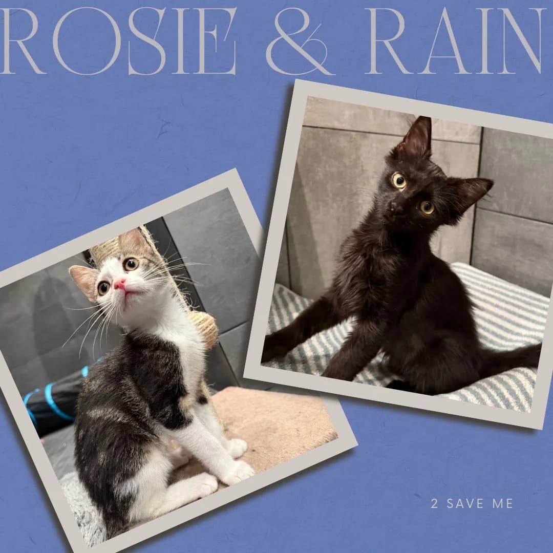 Rosie & Rain (Bonded Pair), male puppy mixed breed for adoption at 2 Save Me