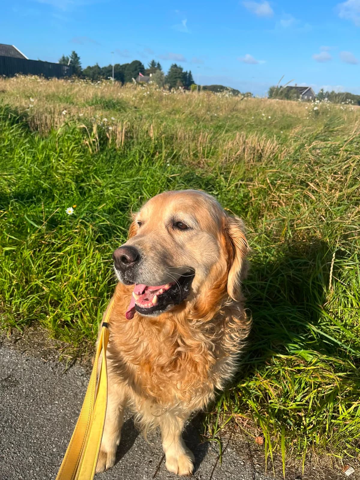 Lucifer, male senior Golden Retriever for adoption at 2 Save Me