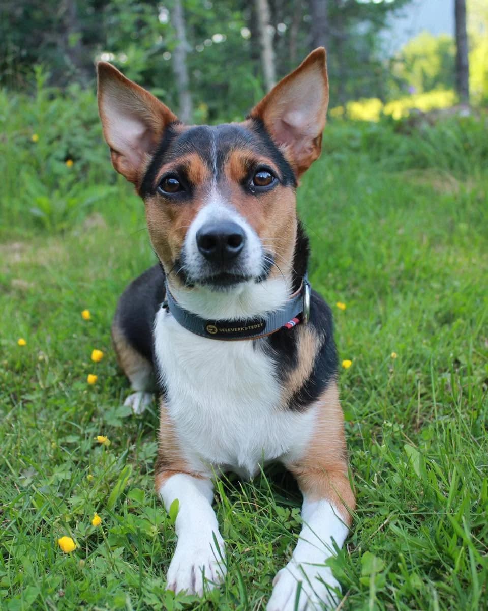 Bailey, female young Mixed Breed for adoption at 4Ever Home, Oslo (national)