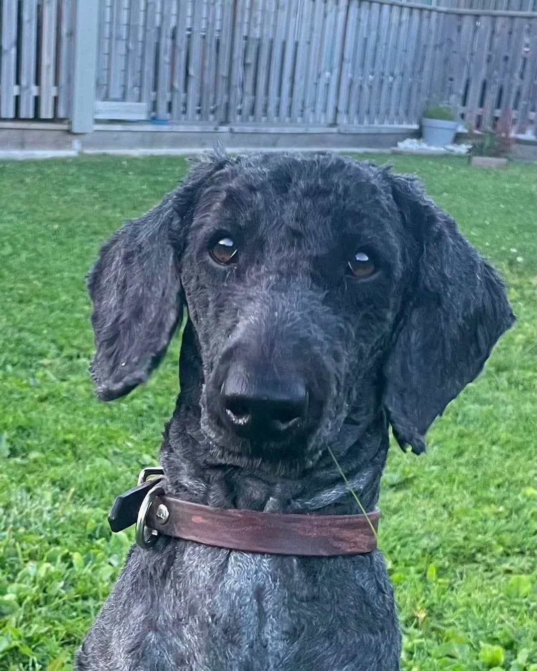 Baloo, female 6yo Mixed Breed for adoption at 4Ever Home, Oslo (national)
