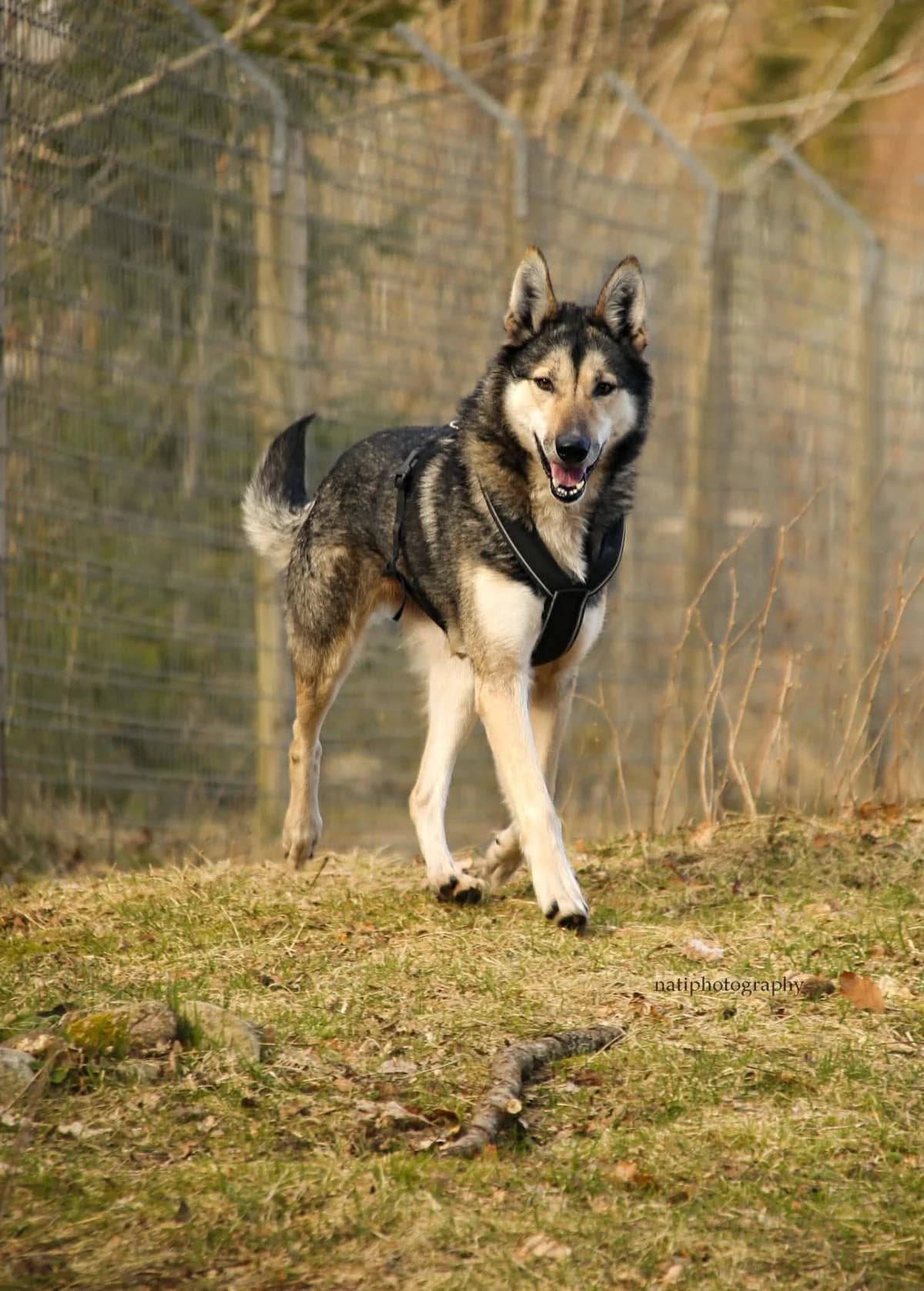 Denai, female Mixed Breed for adoption at 4Ever Home, Oslo (national)