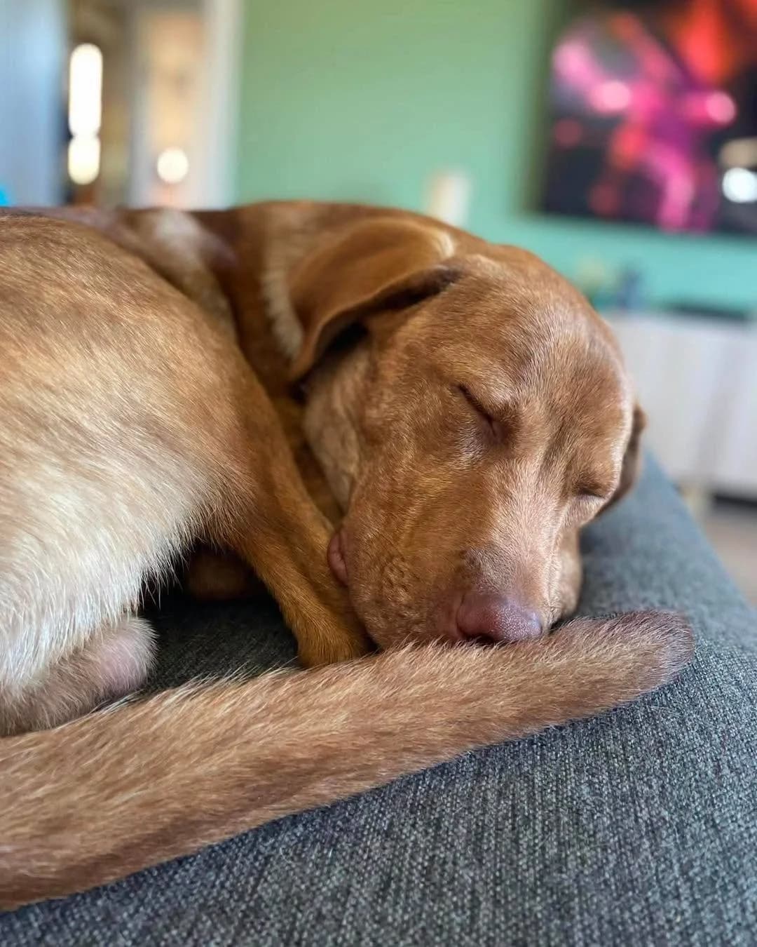 Møt Ice, male Mixed Breed for adoption at 4Ever Home, Oslo (national)