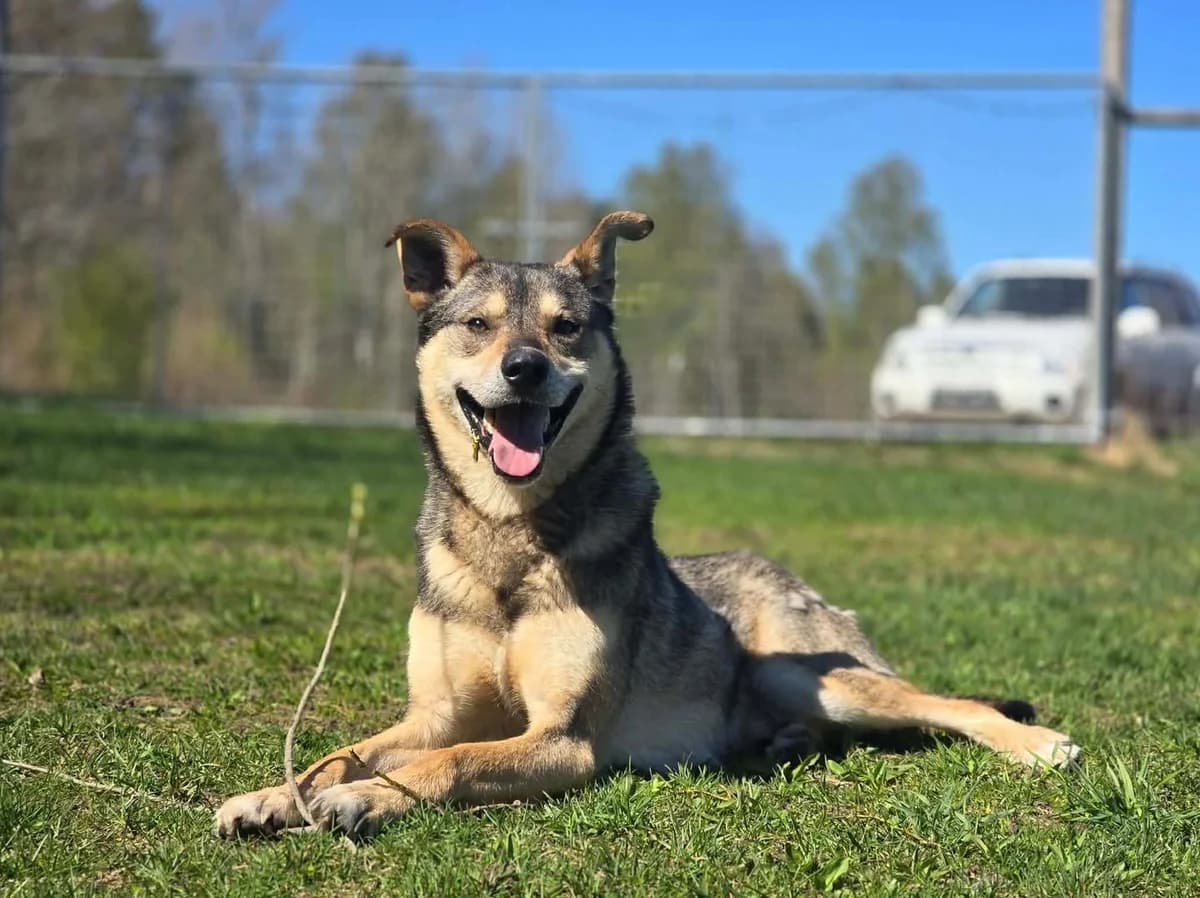Kodiak, male 4yo Husky for adoption at 4Ever Home, Oslo (national)