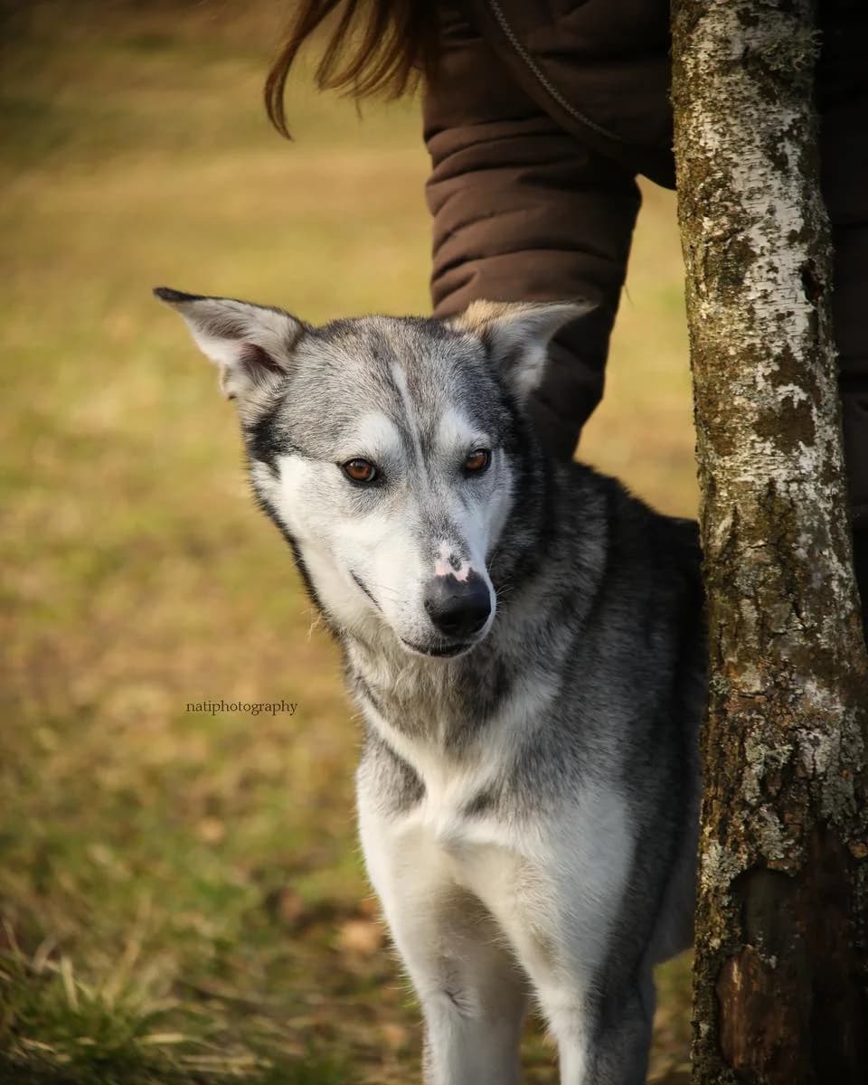 Lumi, female 3yo Husky for adoption at 4Ever Home, Oslo (national)