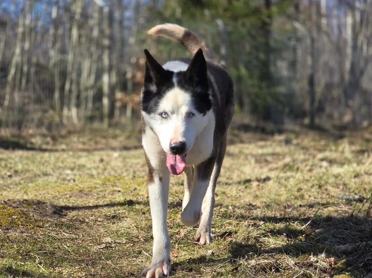 Orion, female Mixed Breed for adoption at 4Ever Home, Oslo (national)