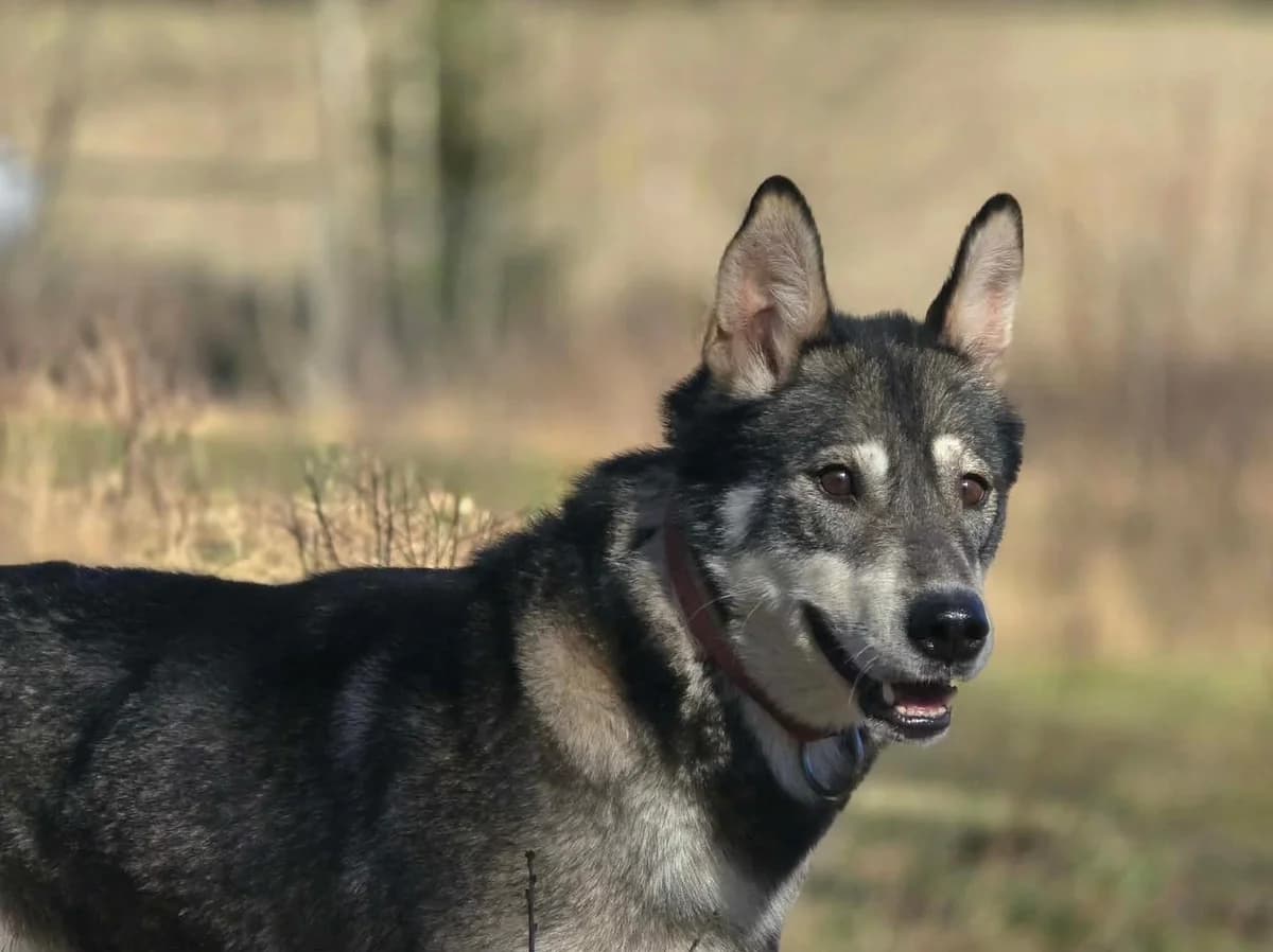 Tundra, female 5yo Mixed Breed for adoption at 4Ever Home, Oslo (national)