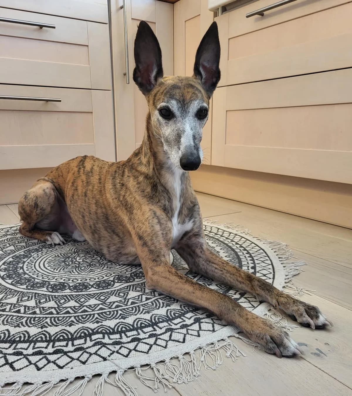 Xander, male senior Mixed Breed for adoption at 4Ever Home, Oslo (national)